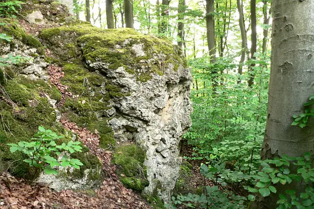 Burg Hallermund – Ruine, 24 km von Hannover