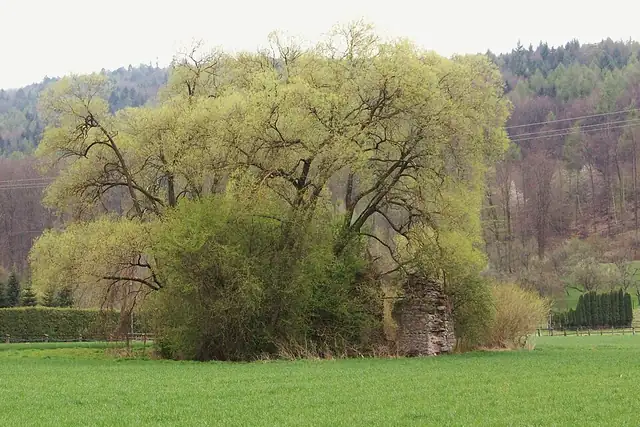 Bacheburg – Ruine, 9 km von Großostheim