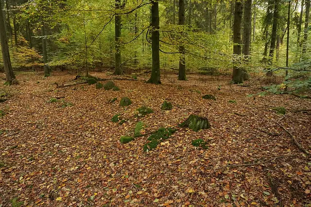 Großsteingrab Sachsenwald Alter Hau 1 – Megalith, near Reinbek